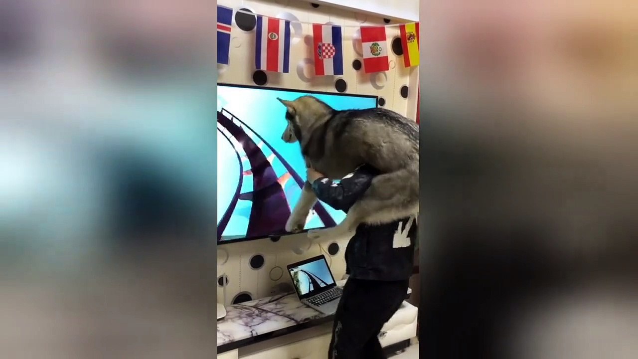 Man creates human roller-coaster for his husky
