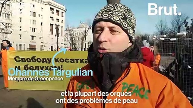 En Russie, la prison des baleines enferme des cétacés dans des conditions déplorables
