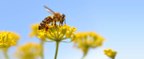 New Study Says Honeybees Can Do Basic Math