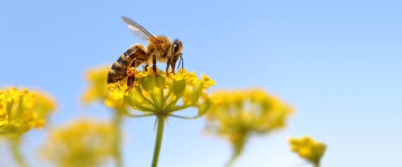New Study Says Honeybees Can Do Basic Math