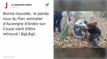 « Mushu », le panda roux fugueur d’un zoo auvergnat, a été retrouvé