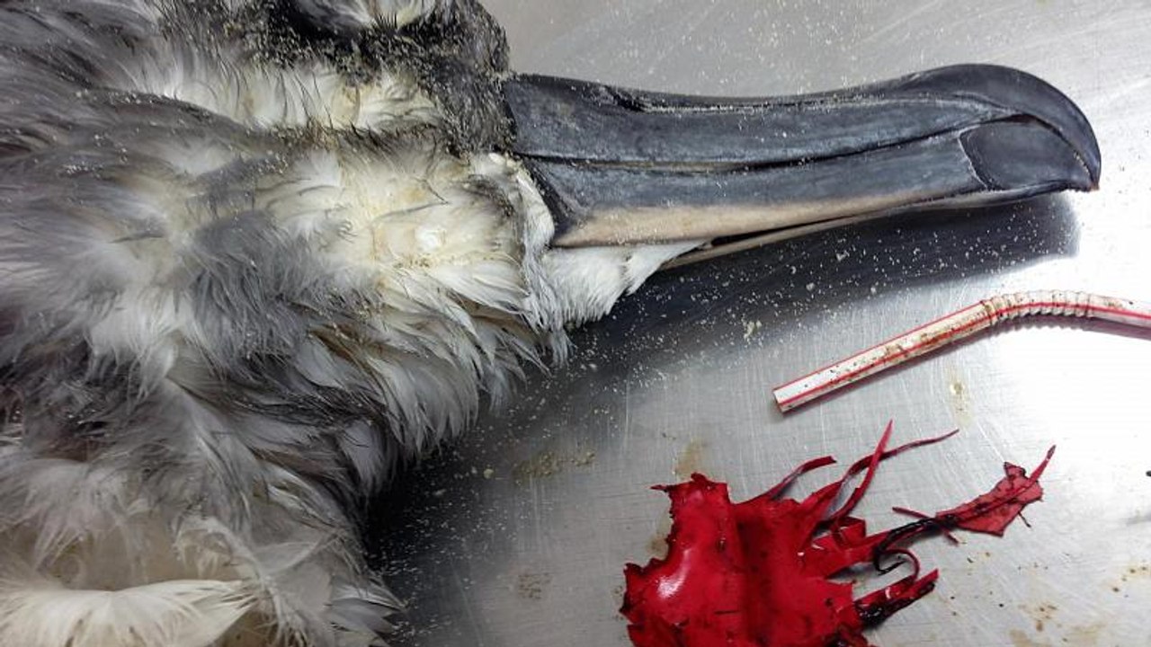 Balloons deadliest risk to seabirds ingesting ocean plastic