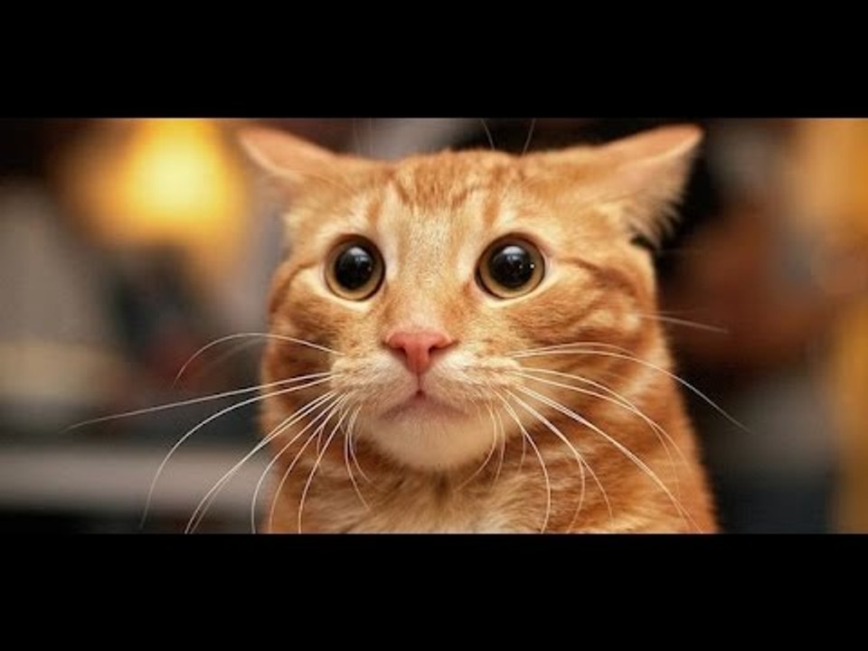 أحمد حسام|Ahmed Hossam - محاولة هروب قطة