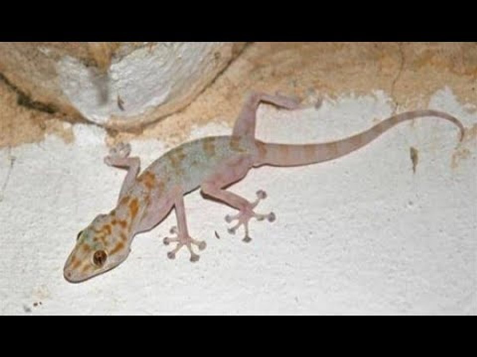 فيديو خطير: احذر قد يتسلل أبو بريص لأذنك أثناء النوم