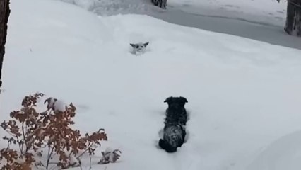 A dog spawns a path to his buddy stuck in the snow