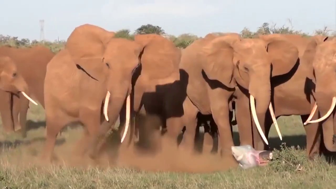 Elephant Family To Unite Defend New Arrival in The Encirclement of Lion King