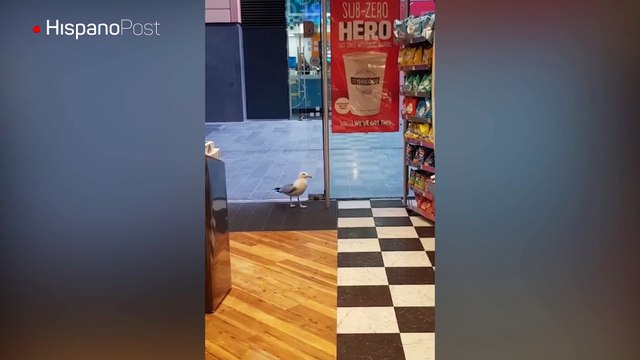Gaviota hambrienta entró a una tienda y se robó un paquete de papas fritas