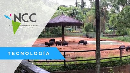 Celebran 60 años del Zoológico de Sao Paulo, el más grande de Latinoamérica