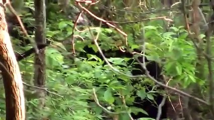 Juliano Fernandes Smoky Mountain Black Bear Encounter