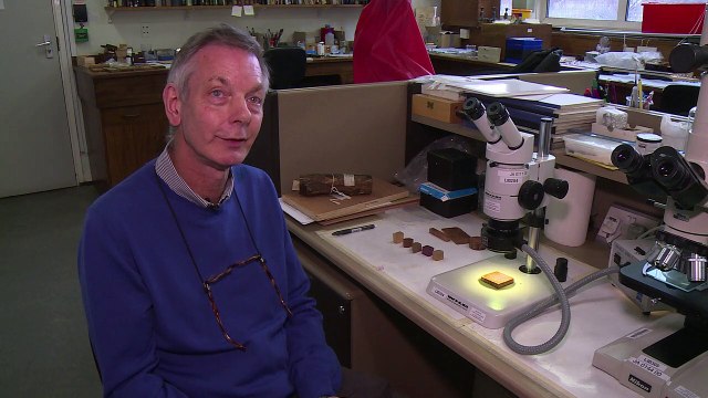 El origen y las especies: la ciencia contra la tala ilegal