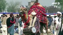 مصارعة الجمال محظورة في باكستان لكنها شعبية