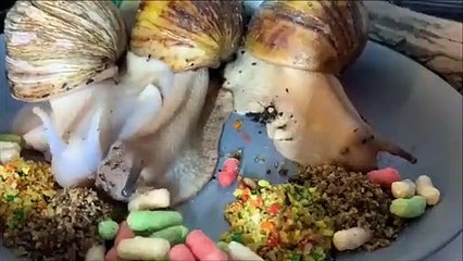 Ces gros escargots sont des gros gourmands