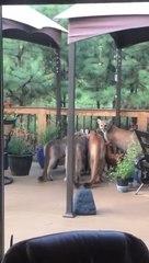 Quand 4 pumas viennent manger sous le porche d'une maison dans le Colorado