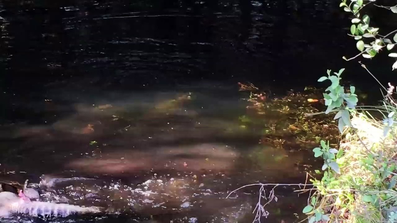 Un python face à un crocodile... Combat impressionnant