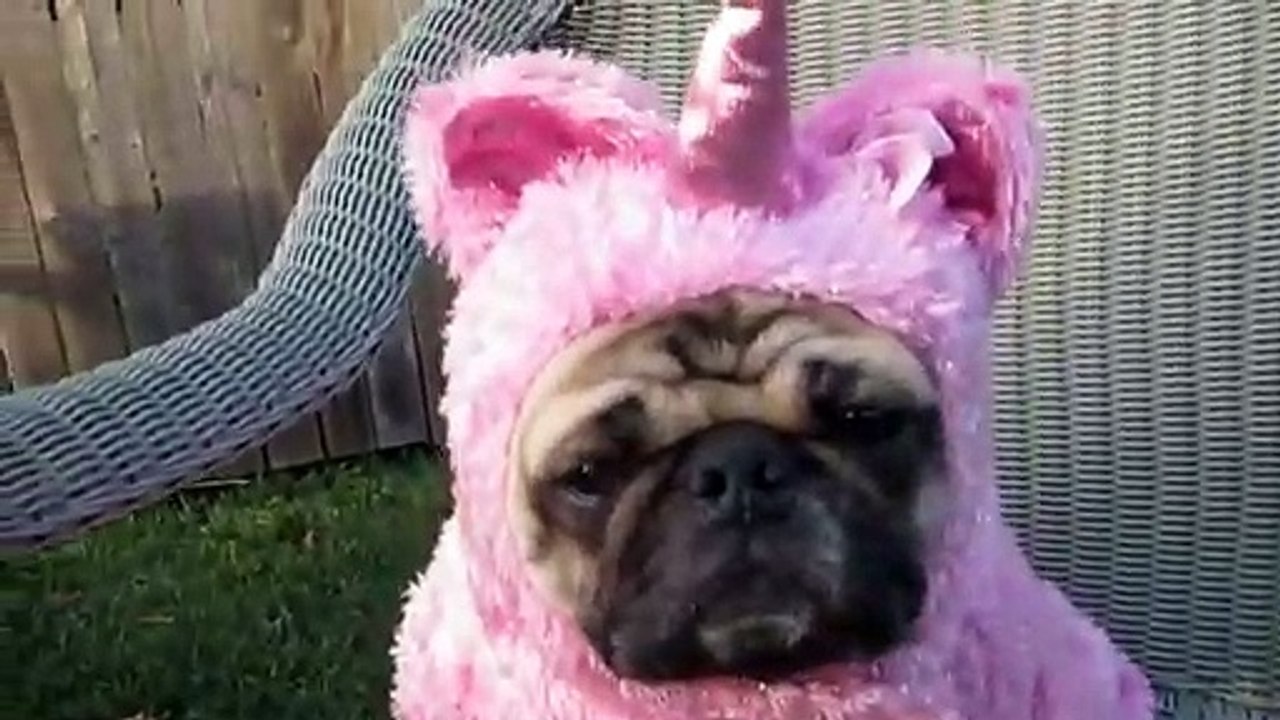 Funny and Nice Animals ! ! - 19