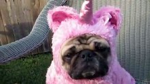 Funny and Nice Animals ! ! - 19