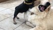 Dogs Have Cutest Wrestling Match Ever