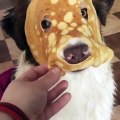 Australian Shepherd Wears a Pancake Mask
