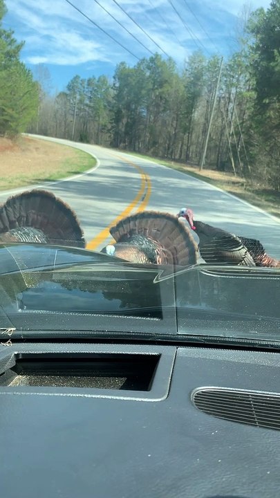 Wild Turkeys Tag Team Corvette