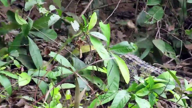 Easy Crocodile Trap Using Paiute Deadfall Trap and Crocodile Nest