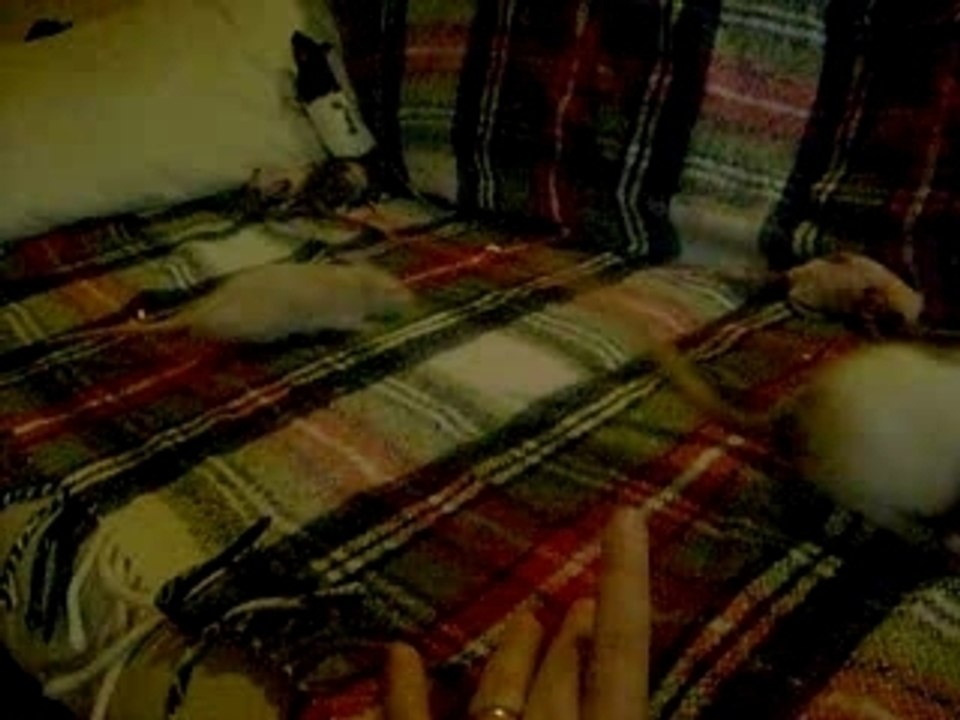 les bibous en sortie avec Ange et Louna