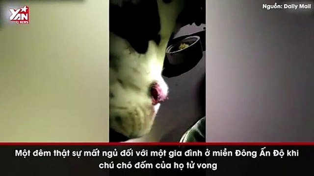 Chú chó hy sinh thân mình để cứu chủ khỏi rắn hổ mang