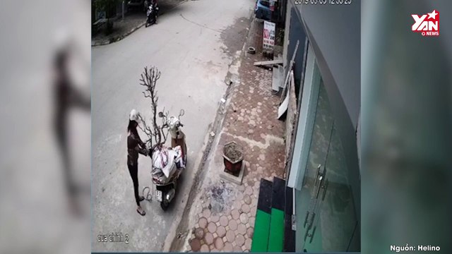 Không chịu được sức ép dư luận, người phụ nữ đem trả cây đào săn trộm giữa đêm