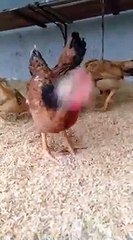 My chicks. It's time to eat them