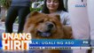 Unang Hirit: Dog talk: Bakit nagiging agresibo ang mga aso?