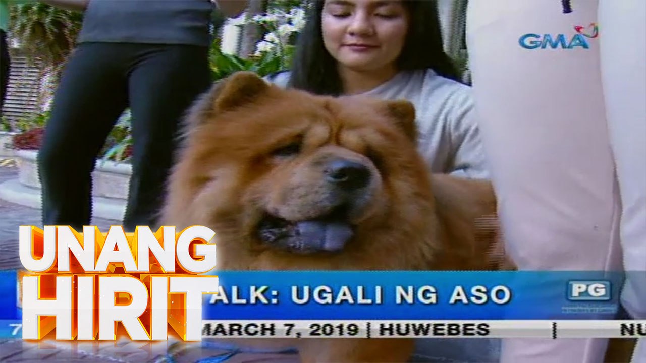Unang Hirit: Dog talk: Bakit nagiging agresibo ang mga aso?
