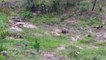 African Wild Dog Vs Hyena Fight ¦ Best Ever Wild Animal Attacks Video