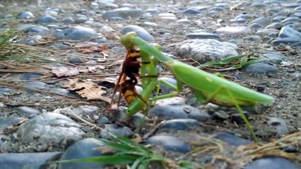 Praying Mantis Vs Wasp Nest Real Fight who will win