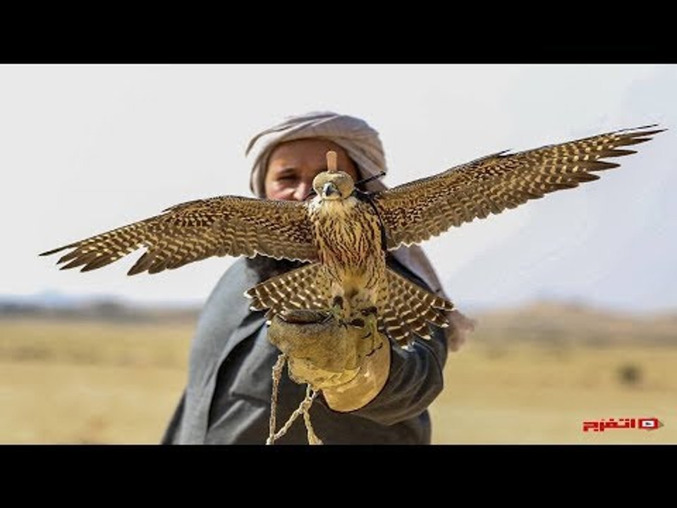 اتفرج | الصقور «مملكة التحديق بالسماء»