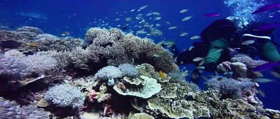 Sardines Run and Pescador Island