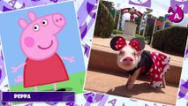 Peppa Pig dans la Vie Réelle 2017 (Peppa Pig série télévisée d'animation) - Vidéo pour enfants