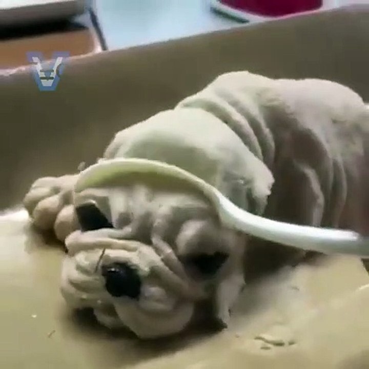 Dog & cat 34
