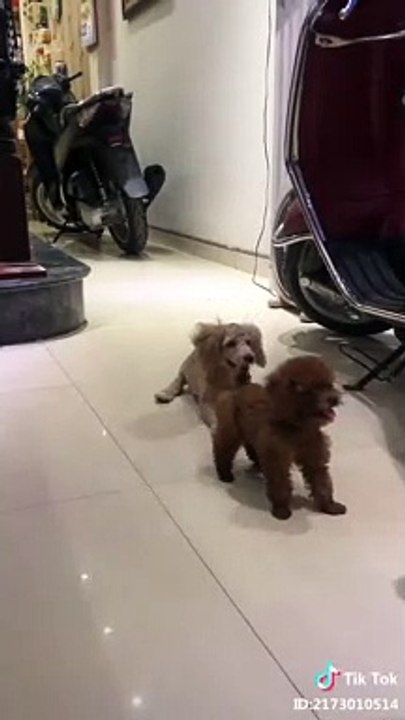 Dog & cat 35