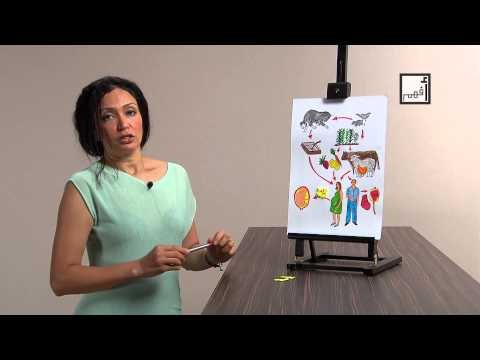 Alyaa Gad - Toxoplasmosis مرض القطط - توكسوبلازما (مع الحمل)ـ