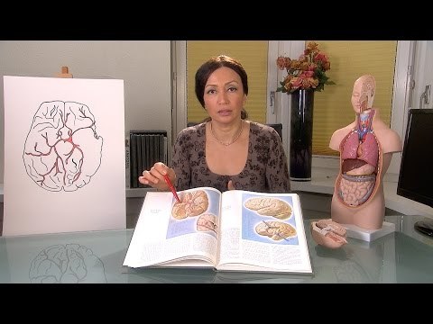 Alyaa Gad - Stroke -1 السكتة الدماغية - مقدمة