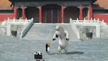 Funny bear 2
