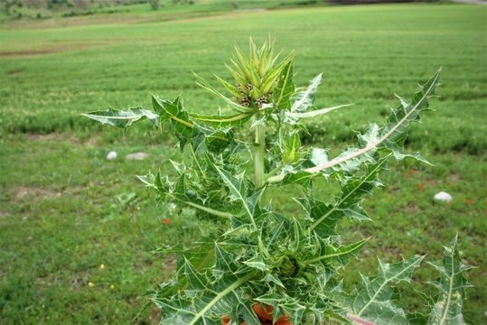 Yeni Bir Bitki Türü Keşfedildi