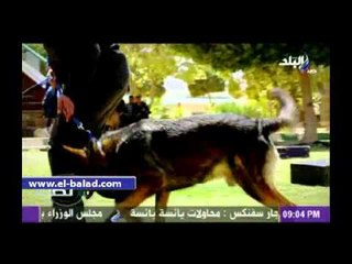 شاهد إختبارات كلاب المفرقعات لتصبح مؤهلة