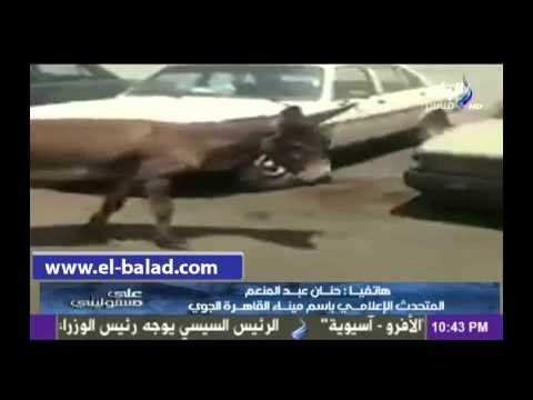 ميناء القاهرة الجوي عن حادث الحمار : التحقيق مع الجهات المعنية..وتفريغ الكاميرات لمعرفة