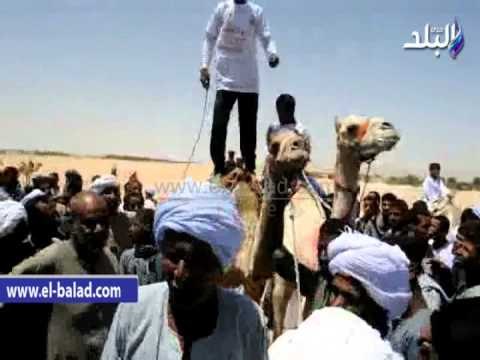ختام مهرجان الاقصر الأول لسباقات الهجن