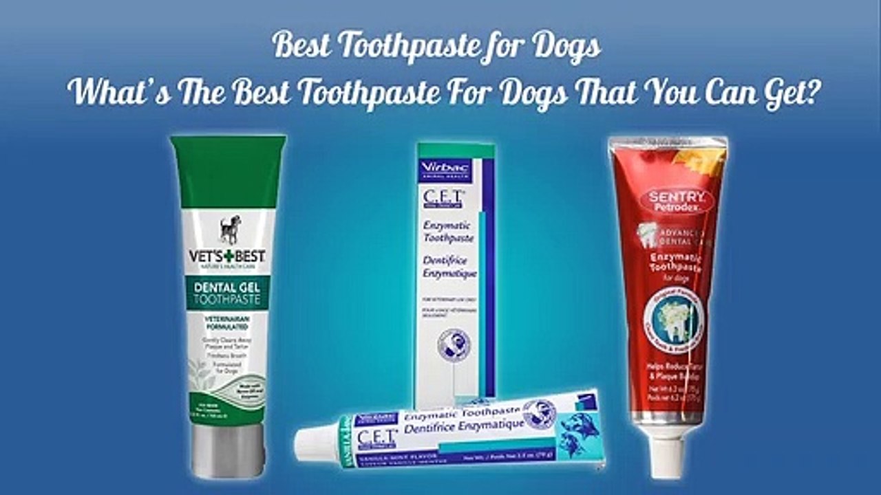 Best Toothpaste for Dogs