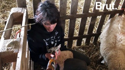 De l'audiovisuel aux brebis, le changement de vie de Stéphanie