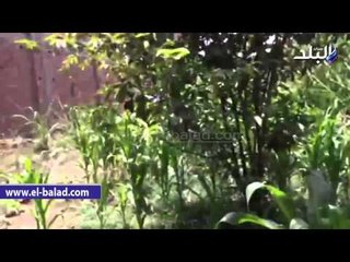 أمن الغربية يضبط عجوز  بعد زراعة 500 شجيرة  بانجو