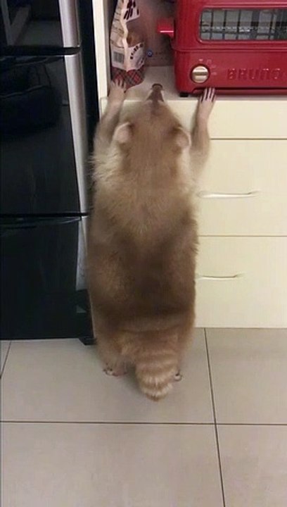 Greedy raccoon tries to steal his favourite biscuits in kitchen