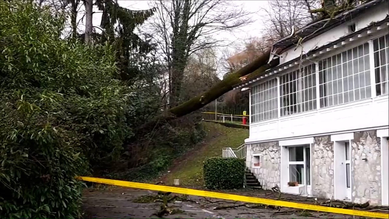 Chambéry : un arbre de 35 mètres s'est effrondré quartier du Covet