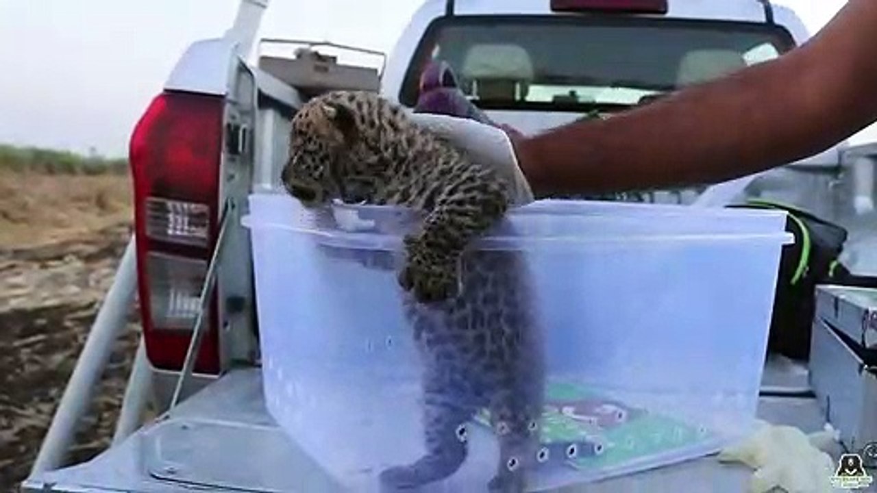 Lost leopard cub reunited with mother in India
